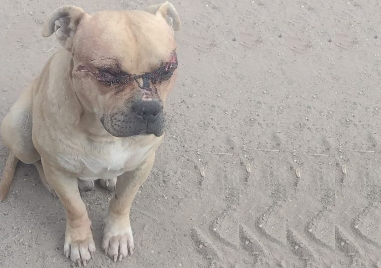 Le apuñalaron los ojos y le dieron dos a un perro pitbull en Neuquén. (Foto: TN)