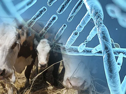 La UE contempla la posibilidad de comercializar germoplasma (semen y embriones) de donantes vacunados contra fiebre aftosa. La UE contempla la posibilidad de comercializar germoplasma (semen y embriones) de donantes vacunados contra fiebre aftosa.