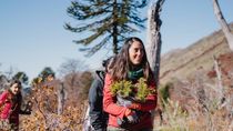 Los 350 voluntarios que hacen patria al restaurar un bosque incendiado al pie del Lanín Los 350 voluntarios que hacen patria al restaurar un bosque incendiado al pie del Lanín