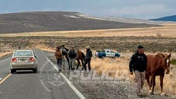 animales sueltos en rutas de neuquen: secuestraron 14 caballos en un operativo policial animales sueltos en rutas de neuquen: secuestraron 14 caballos en un operativo policial