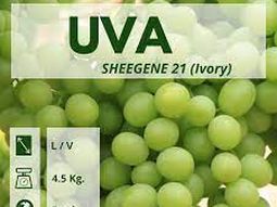 Ivory, uva blanca, sin semillas, granos con más de 22mm de diámetro y hasta 20° Brix. Ivory, uva blanca, sin semillas, granos con más de 22mm de diámetro y hasta 20° Brix.