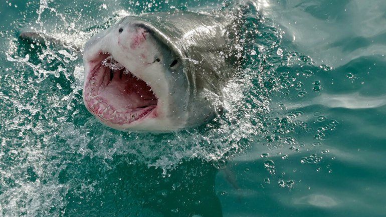 Tiburón blanco cerca de turistas ¡Escalofriante video!