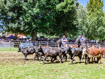 Autoridades y la SRN analizan en Junín de los Andes el relanzamiento del Plan Ganadero provincial. Foto: Leo Casanova, SRN