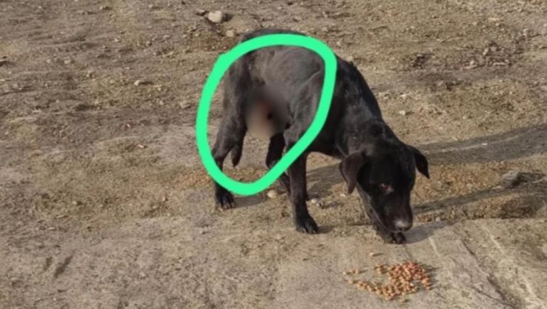 El perro mestizo hallado en Santa Cruz