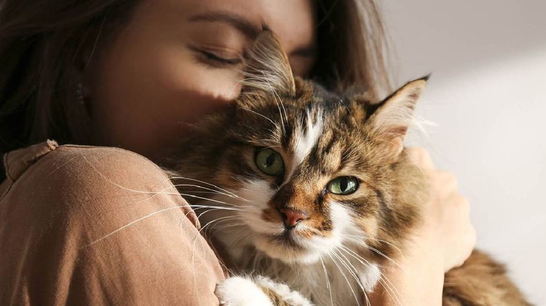 La transmisión del hongo a humanos ocurre por contacto directo con gatos infectados, sobre todo los que viven en la calle. | LM Neuquen La transmisión del hongo a humanos ocurre por contacto directo con gatos infectados, sobre todo los que viven en la calle.