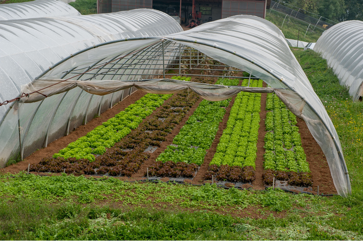 La venta de productos orgánicos viene incrementándose fuertemente en los últimos años. Foto: gentileza. La venta de productos orgánicos viene incrementándose fuertemente en los últimos años. Foto: gentileza.