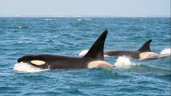 Orcas en la costa de Chubut. Orcas en la costa de Chubut.