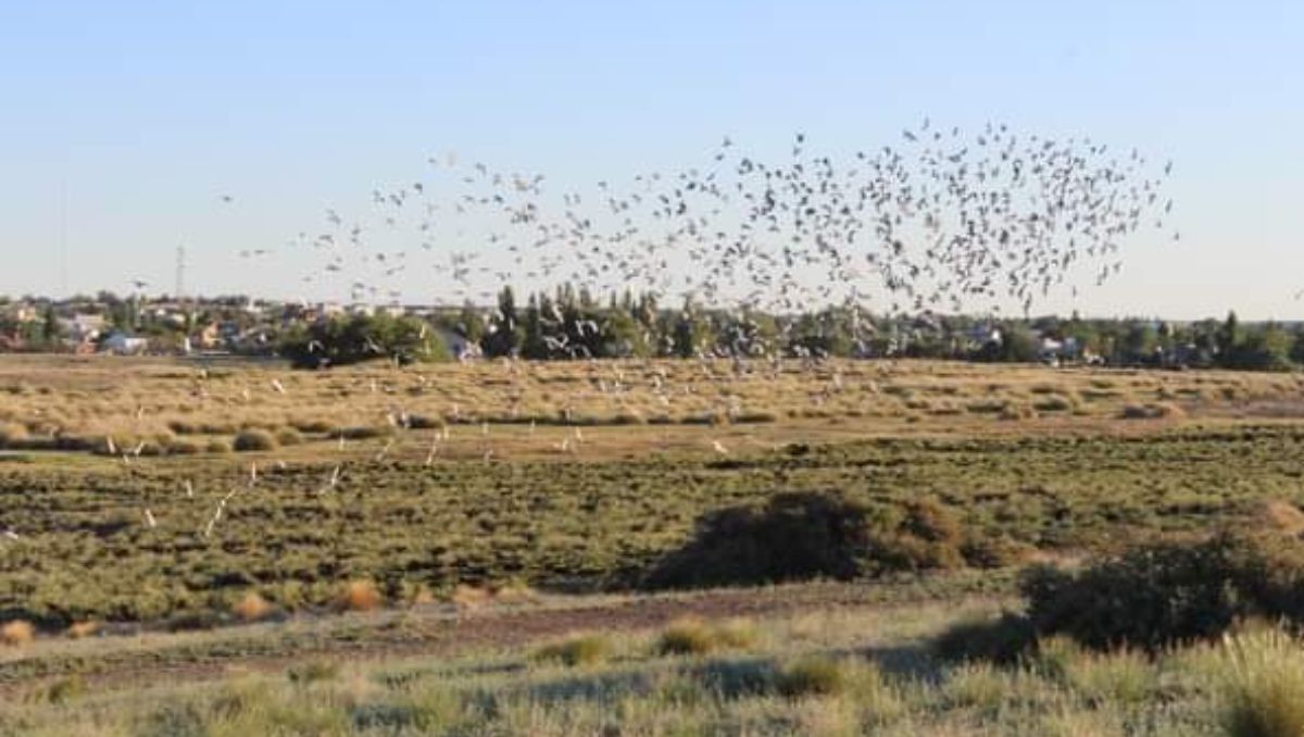 Video: miles de palomas mensajeras volaron el cielo neuquino
