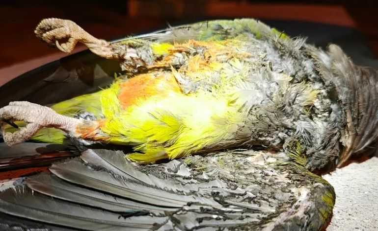 Un loro, víctima y causante de un corte de luz en Puerto Madryn.