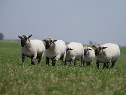 La raza Hampshire Down, una calra alternativa de producción. La raza Hampshire Down, una calra alternativa de producción.