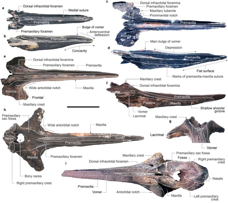 Científicos descubrieron el mayor cementerio de ballenas del mundo. Científicos descubrieron el mayor cementerio de ballenas del mundo.