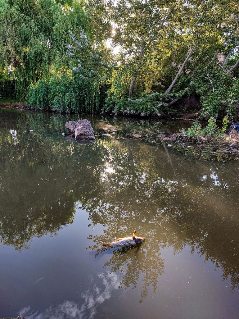 El subsecretario de Medioambiente y Protección Ciudadana de Neuquén, Francisco Baggio, comentó que la causa de la mortandad de peces en el arroyo Durán 