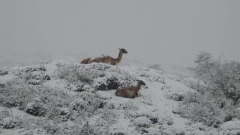 Una de las fotos que tomaron los guardaparques Samanta Subires y Federico Piasentini durante sus recorridas en el crudo invierno del Parque Los Glaciares, en Santa Cruz. Una de las fotos que tomaron los guardaparques Samanta Subires y Federico Piasentini durante sus recorridas en el crudo invierno del Parque Los Glaciares, en Santa Cruz.