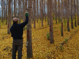 La introducción del álamo en los valles irrigados del norte de la Patagonia se realizó con el fin de amortiguar el impacto de las condiciones climáticas. Foto: INTA