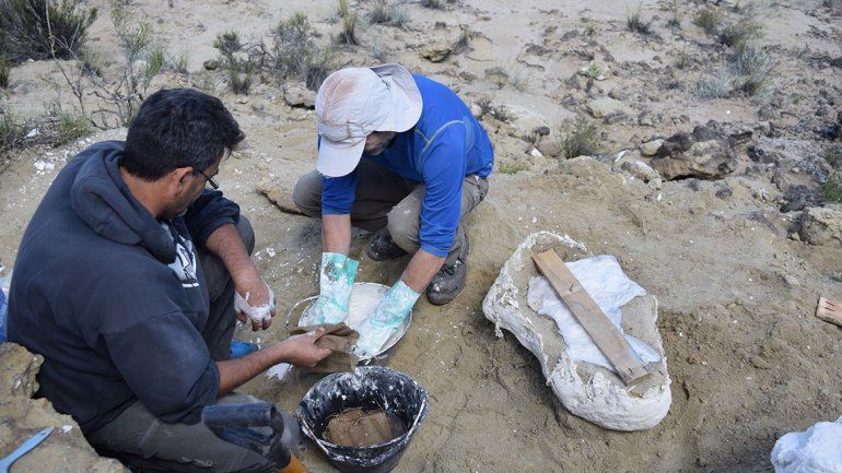 Rescataron partes de un saurópodo hallado en Senillosa