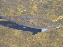 En “Piedras Meonas” se comenzará a producir truchas. En “Piedras Meonas” se comenzará a producir truchas.