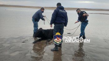 Rescate de una vaca en el lago Ramos Mexia