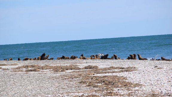 Los lobos marinos hacen playa en Punta Villarino