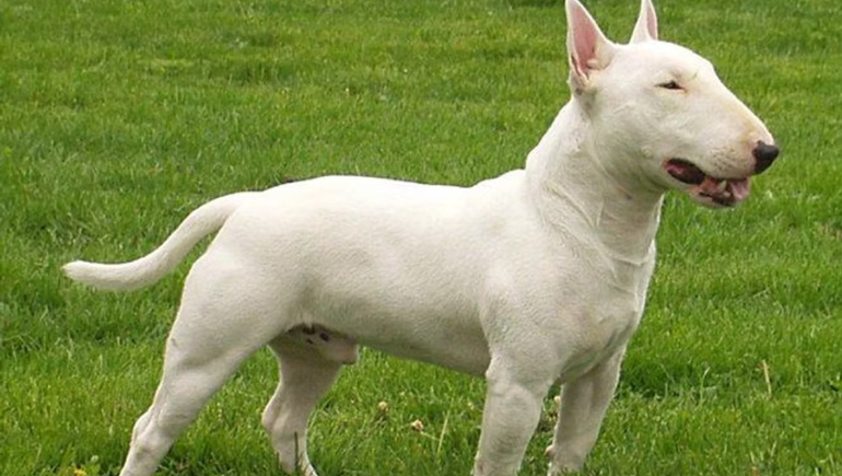 El perro sacrificado por la policía en Chubut era un bull terrier