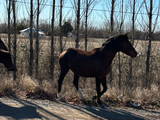 Otro dolor de cabeza en Ruta 7: nadie se hace cargo de gran cantidad de caballos sueltos
