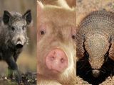Advierten que es preocupante la presencia de ese parásito en carne de jabalíes, pero no sólo en jabalíes.