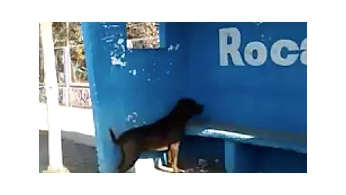 Dale De Comer A Un Perro Tres Dias