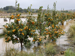La peor dana de la historia. Foto: EfeAgro La peor dana de la historia. Foto: EfeAgro
