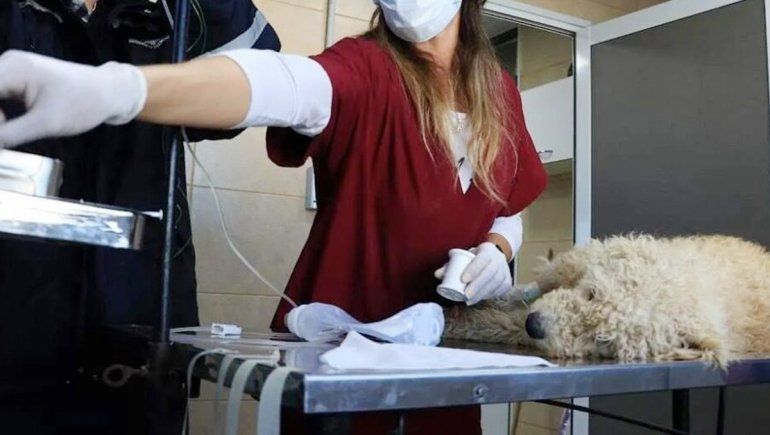 Denunciaron a vecinos por agredir al personal de Control Canino