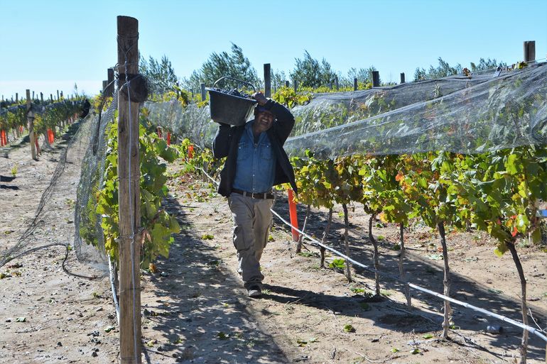 Cutral Co apuesta a la producción de uvas para diversificar su economía