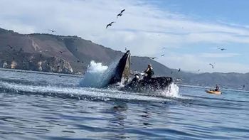 El video viral del momento: una ballena jorobada se traga a dos mujeres