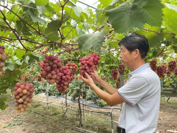 Las exportaciones chinas de uva de mesa superaron los US$1.030 millones en 2025, con un alza de 35% en volumen. Las exportaciones chinas de uva de mesa superaron los US$1.030 millones en 2025, con un alza de 35% en volumen.