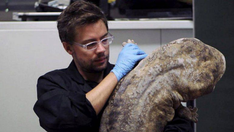 Descubrieron dos especies más de la salamandra gigante china