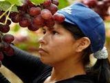 Imparable: Perú no frena sus volúmenes de uva de mesa exportable..