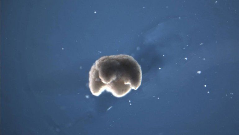 Un grupo de científicos creó el primer robot vivo