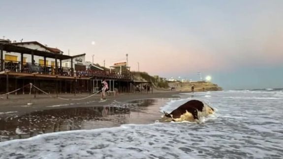 Una vaca muerta en las playas de Río Negro. ¿Qué fue lo que pasó?