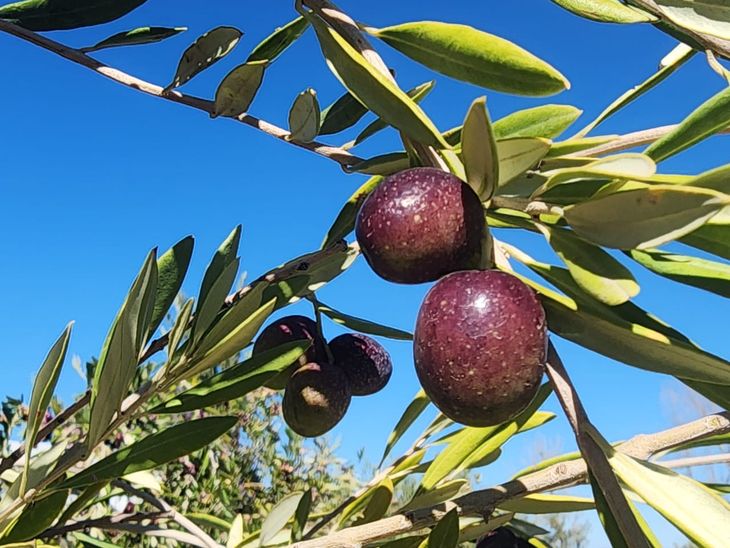 Del árbol a la mesa: Con la cosecha programada para abril, la empresa se prepara para transformar el fruto en sus clásicas presentaciones de uno y dos litros. Del árbol a la mesa: Con la cosecha programada para abril, la empresa se prepara para transformar el fruto en sus clásicas presentaciones de uno y dos litros.