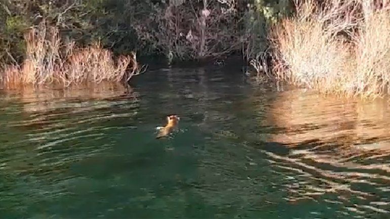 Filman a un puma nadando en las aguas del lago Lácar