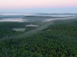 china transforma un desierto en el asombroso bosque de saihanba: un modelo de reforestacion china transforma un desierto en el asombroso bosque de saihanba: un modelo de reforestacion