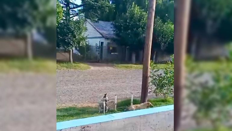 Insólito: se separaron y abandonaron los perros en la comisaría de un pueblo neuquino