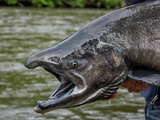 El Rey del Mar, salmón Chinook, invade la Patagonia. Alerta: amenaza el frágil equilibrio de ríos como el Limay. El Rey del Mar, salmón Chinook, invade la Patagonia. Alerta: amenaza el frágil equilibrio de ríos como el Limay.