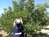 Ciruelas fresca certificada rumbo a Brasil, un paso importante para la exportación de frutas de Mendoza