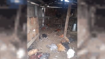 El gallinero de la Escuela 113 de Chubut, tras la matanza masiva de los pumas. El gallinero de la Escuela 113 de Chubut, tras la matanza masiva de los pumas.