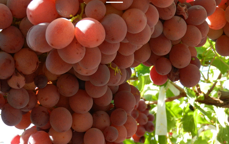 Los productores que estén implementando la Técnica de Confusión Sexual. Foto: Senasa. Los productores que estén implementando la Técnica de Confusión Sexual. Foto: Senasa.