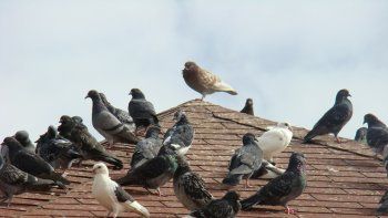 Una norma de hace 70 años prohíbe matar a las aves mensajeras. Una norma de hace 70 años prohíbe matar a las aves mensajeras.