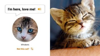 una app permite hablar con los gatos: como funciona una app permite hablar con los gatos: como funciona