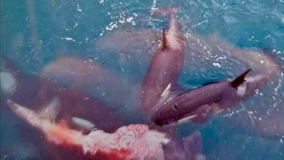 El fotógrafo Maxi Jonas captó el momento del ataque al ballenato en Puerto Madryn.