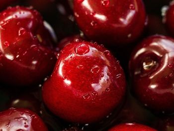 La variedad permite estudiar los mecanismos genéticos y moleculares que regulan la latencia invernal en los frutales. La variedad permite estudiar los mecanismos genéticos y moleculares que regulan la latencia invernal en los frutales.