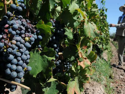 alerta de heladas para la produccion del valle alerta de heladas para la produccion del valle