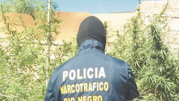 otra plantacion de cannabis detectada por toxicomanias otra plantacion de cannabis detectada por toxicomanias