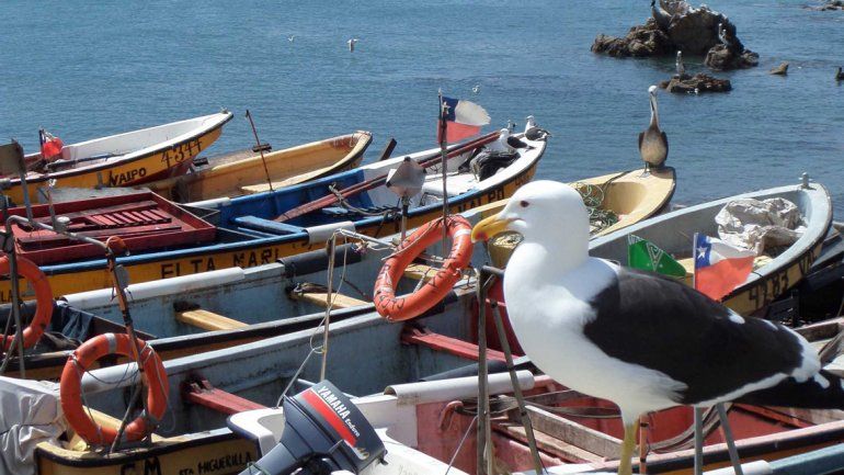 Del otro lado de la cordillera se detectaron casos de gripe aviar en pavos y &nbsp;el organismo nacional lanzó una recomendación para los que viajen a Chile.&nbsp;